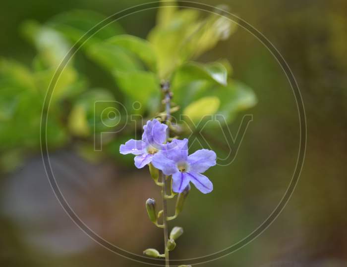 Beautiful Violet Flower In Selective Focus