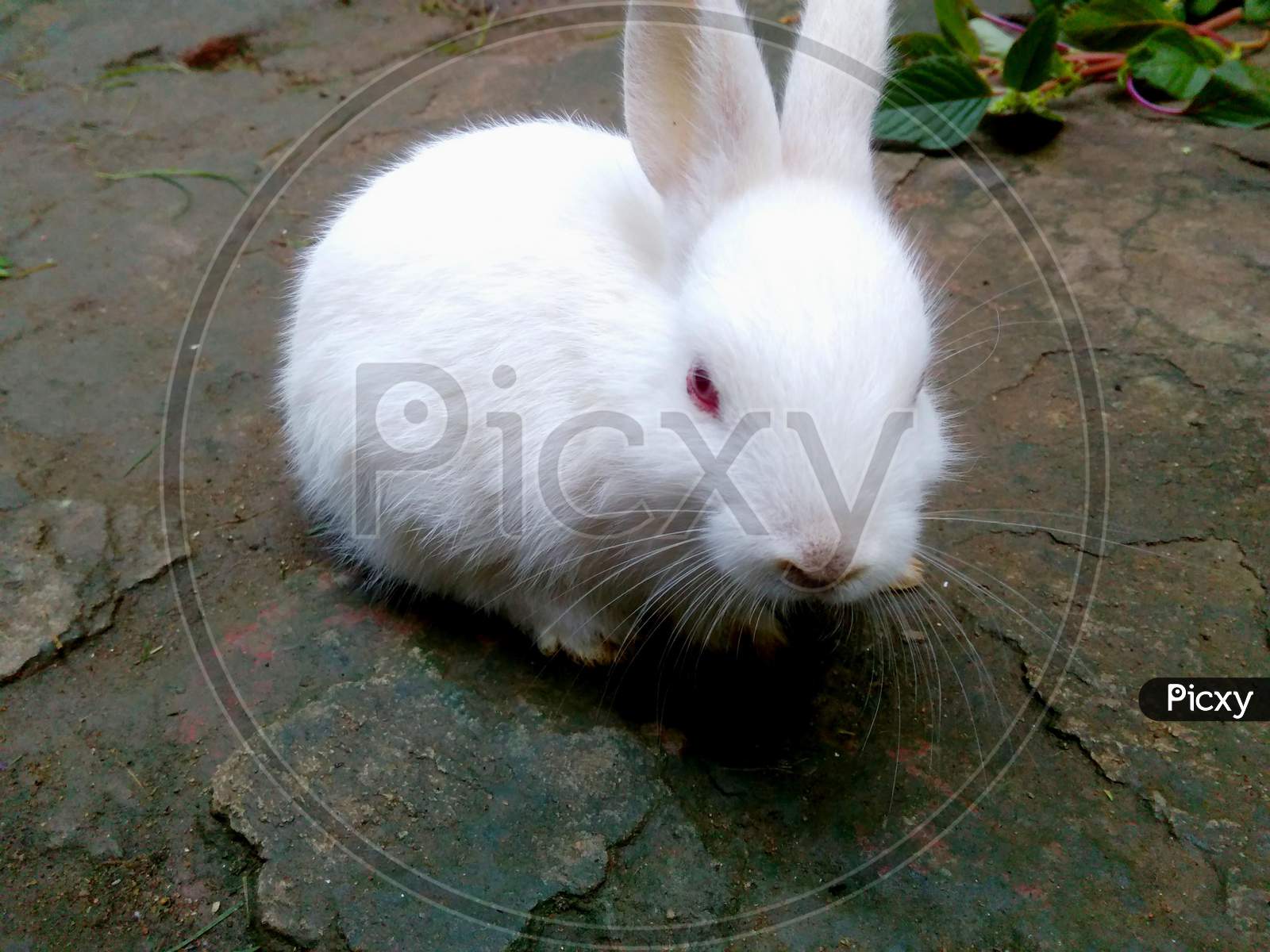 Beautiful white Domestic rabbit eating a leaf