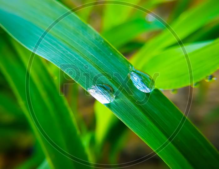Dew Drops On Green Plant Leaves