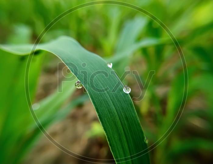 Dew Drops On The Green Leaves Of Millet Plant In The Field