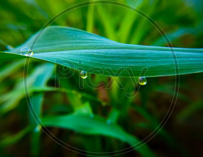 Dew Drops On Millet Plant In The Field