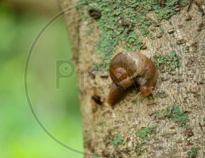 the brown color snail on the tree in the garden.