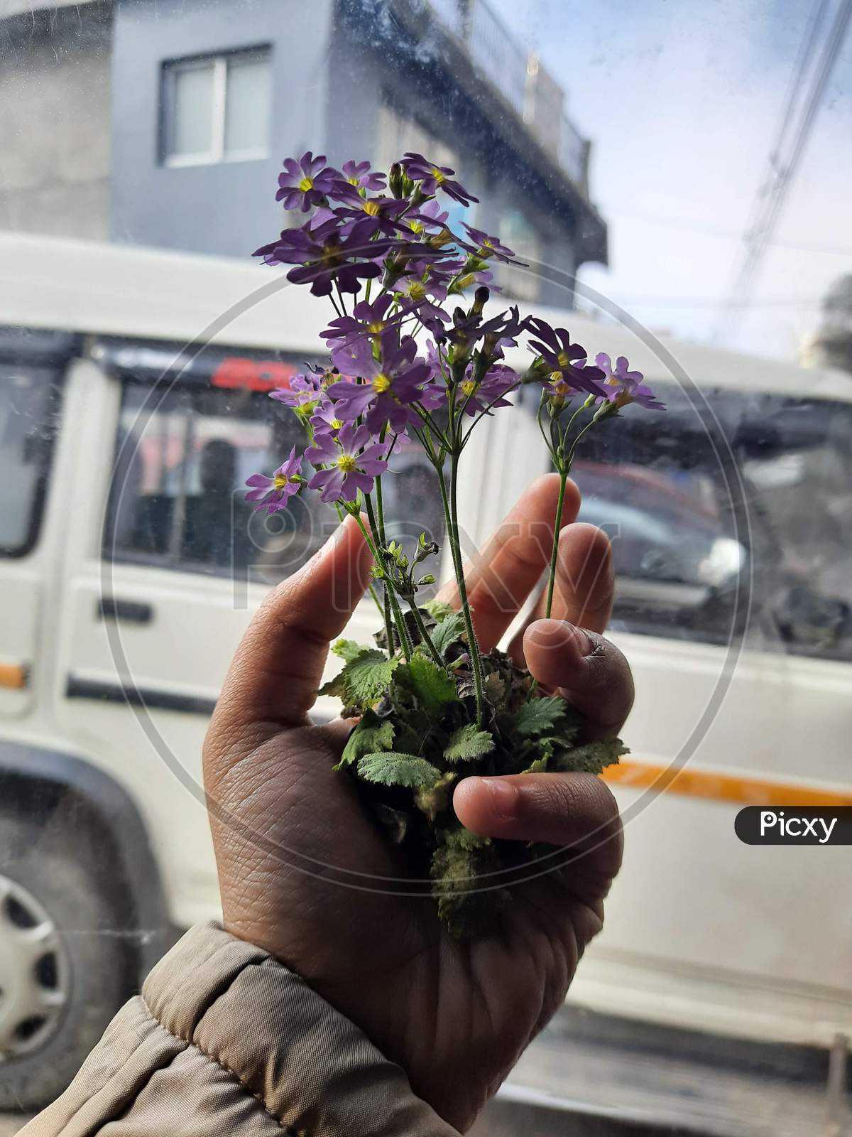 Very beautiful flowers holding in hand.