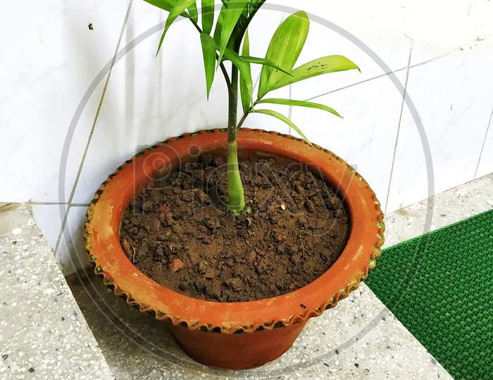 Indoor Plants : Potted Palm Tree