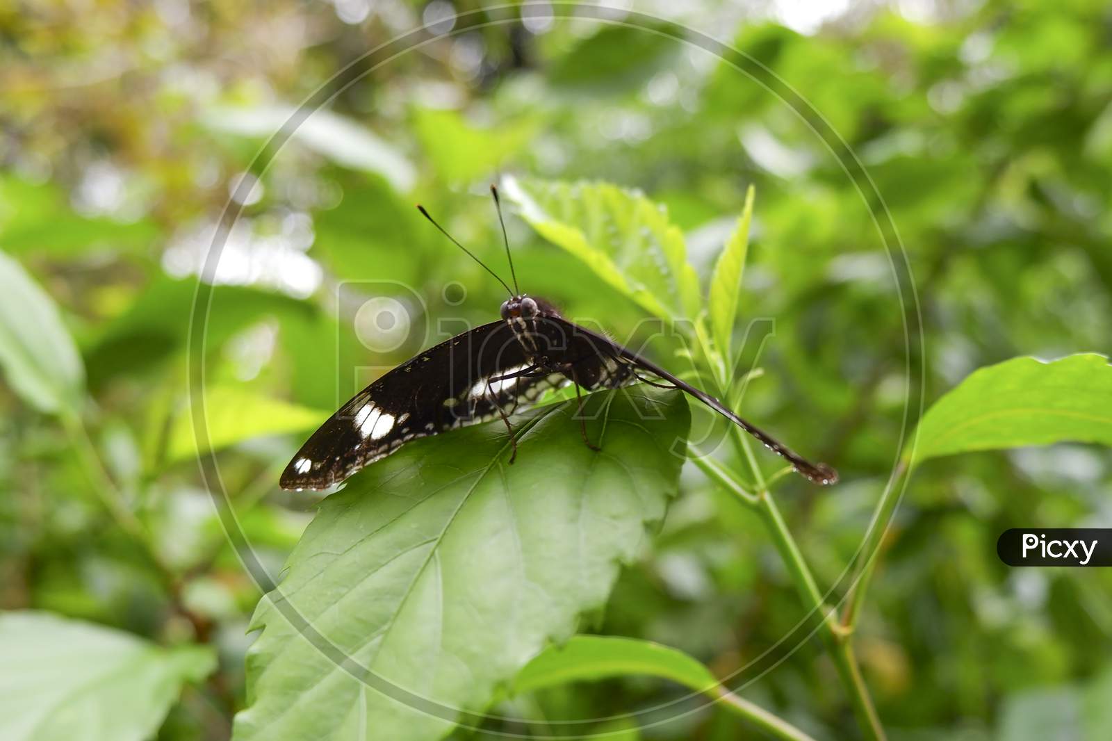View Of Butterfly Isolated On Green Leaves In Park