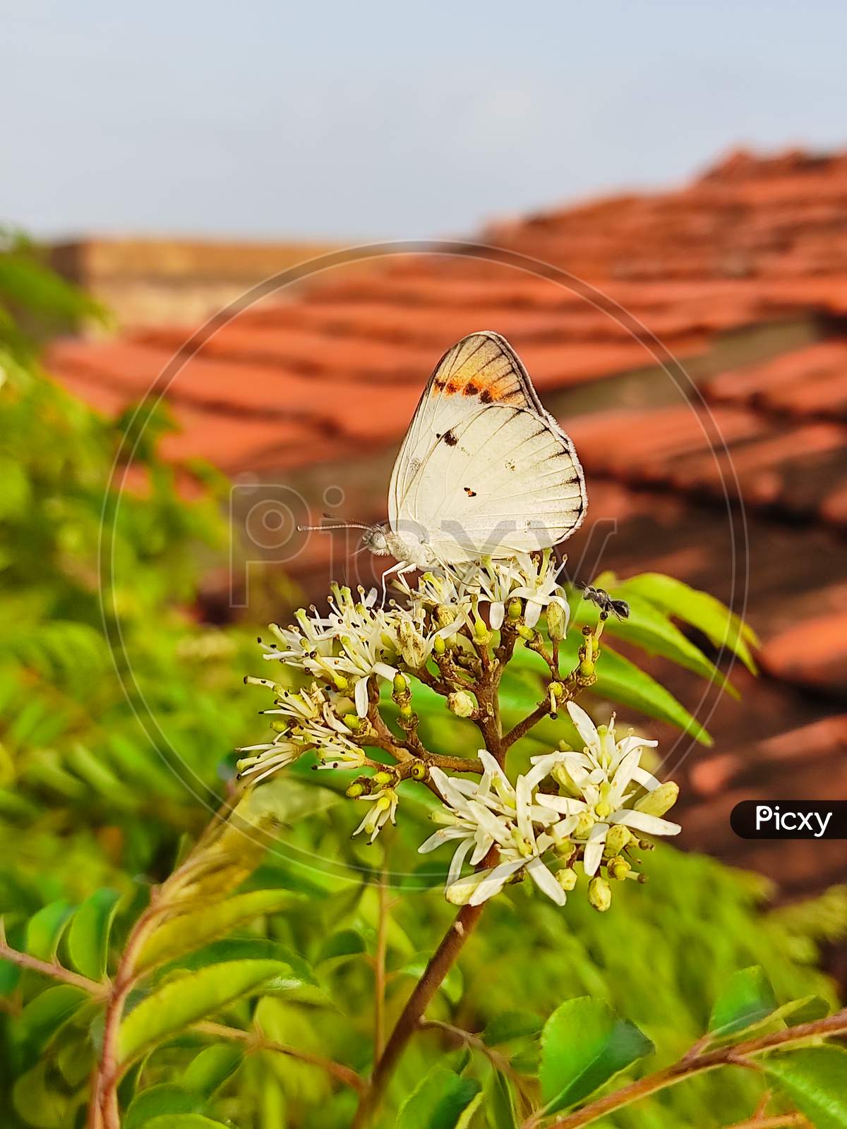 Colotis butterfly