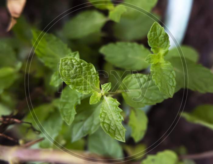 Closeup Shot Of Mint Herb Plant Leaves