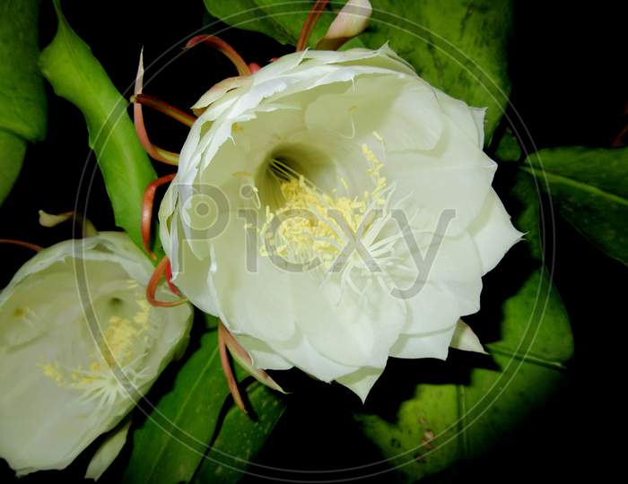 Brahma Kamal A Rare Flower Saussurea Obvallata Is A Species Of Flowering Plant In The Asteraceae
