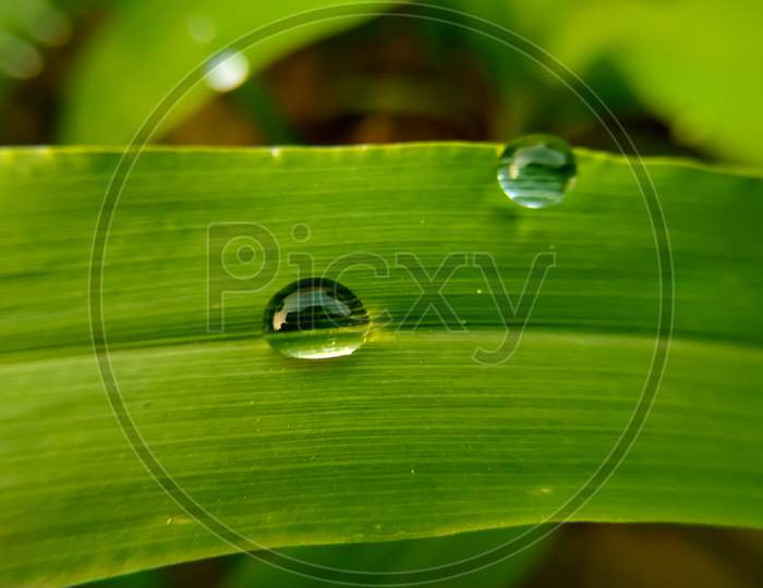 Dew Drops On The Leaves Of The Green Millet Plant