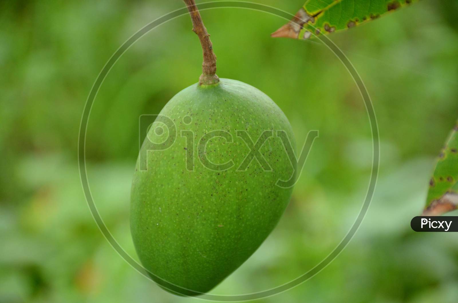 the ripe green mango with leaves and branch in the garden.