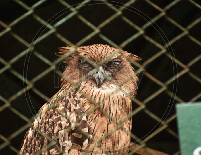 An Owl In The Cage of A Zoo