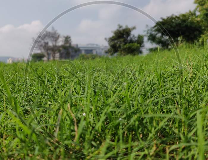 Green Grass And Cloudy Sky