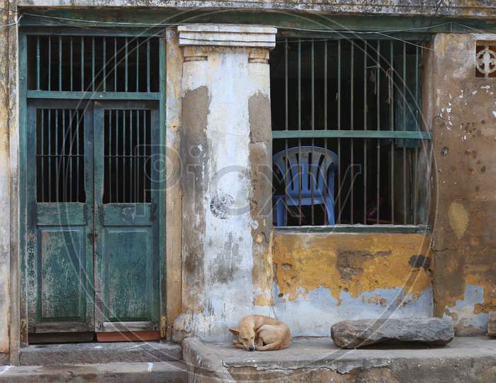 Abandoned home with sleeping dog