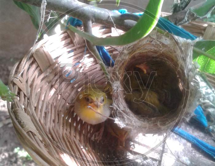 Beautiful Yellow Bird Resting On A Basket