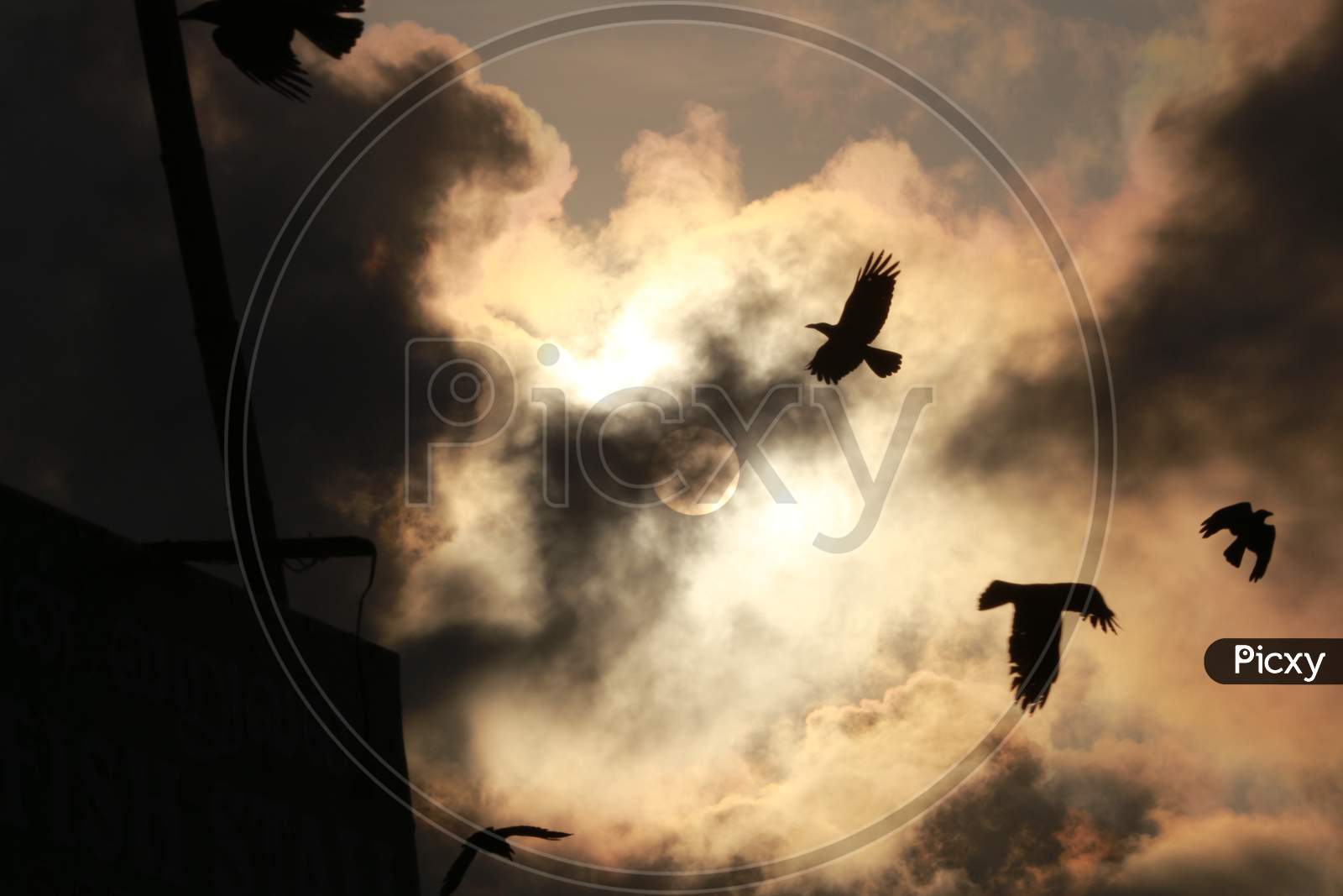 birds flying silhouette
