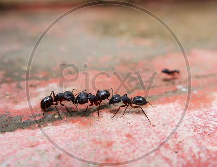 Closeup Shot Of Black Ants Communicating Each Other