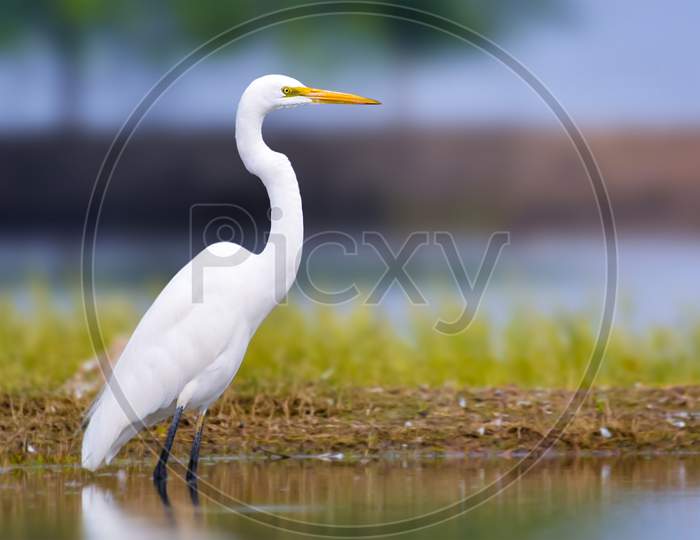 Great Egret Bird Standing In Water