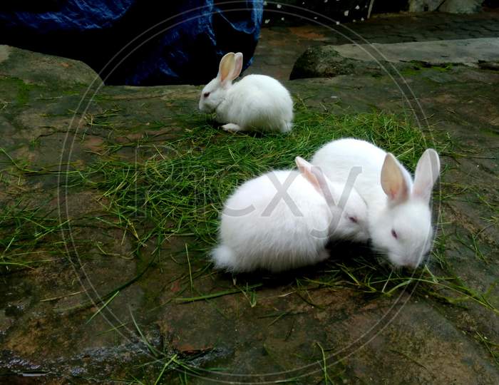 Baby rabbits eating grass