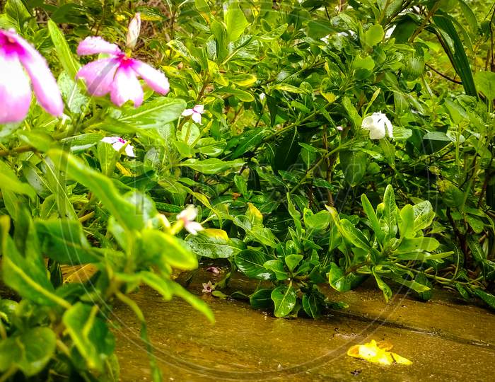 Flower Garden in rainy season