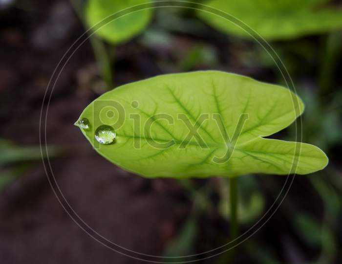 Closeup Shot Of Rain Drops On Green Leaf In Park