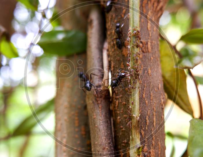 View Of Black Ants On Tree Trunk Searching For Little Insects Food