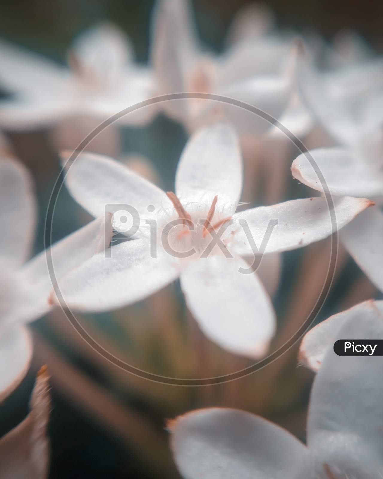 Macro view of white flower