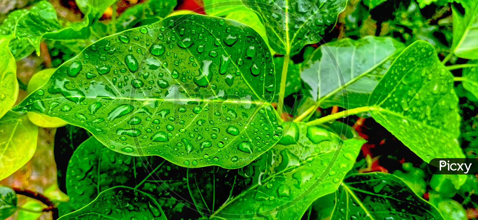 Rain drop on a leaf in monsoon