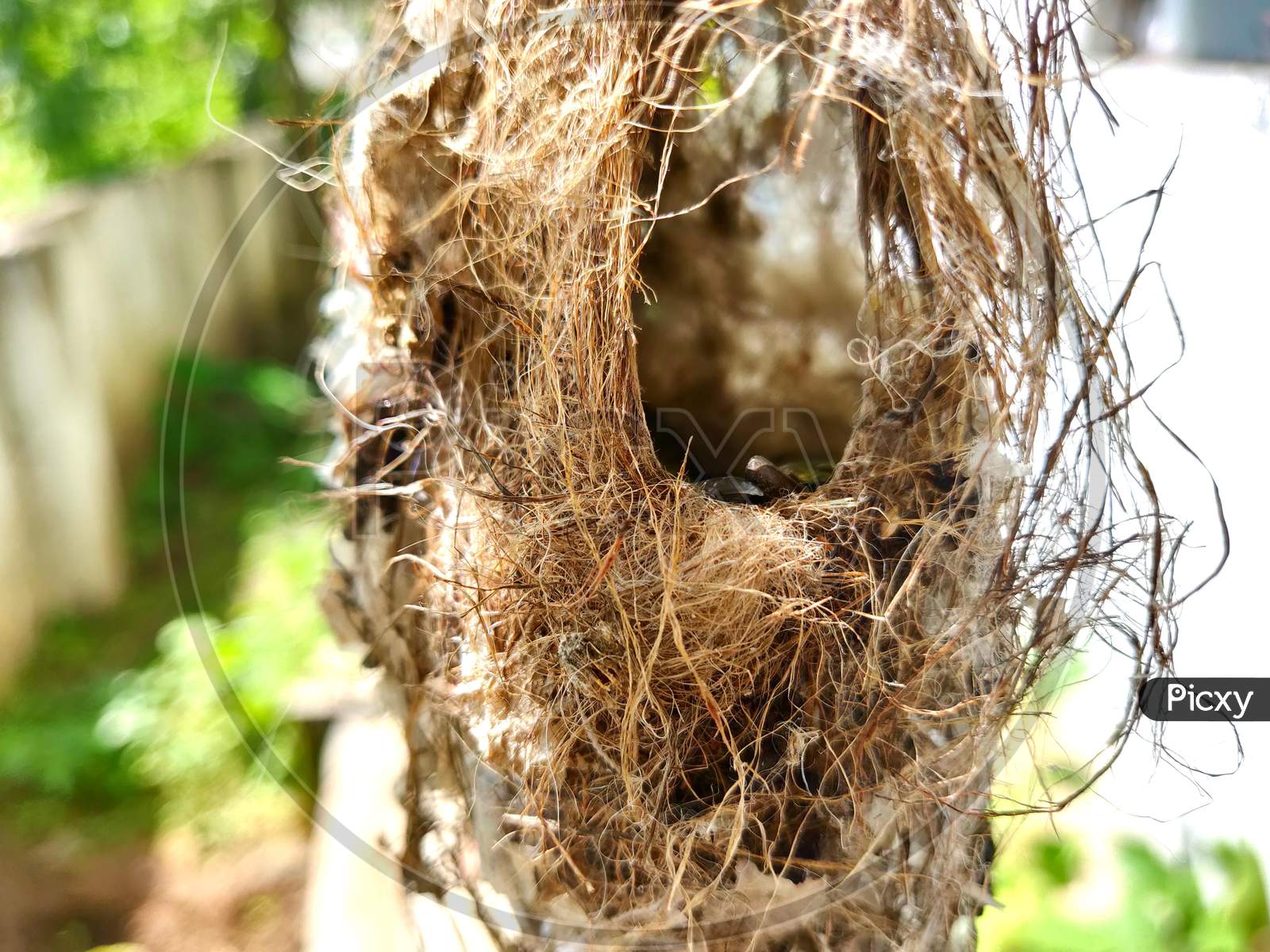 Baby Bird Peeping Out Of Nest