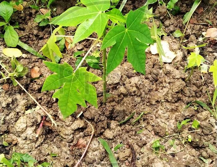A Young Papaya Plant In The Jungle