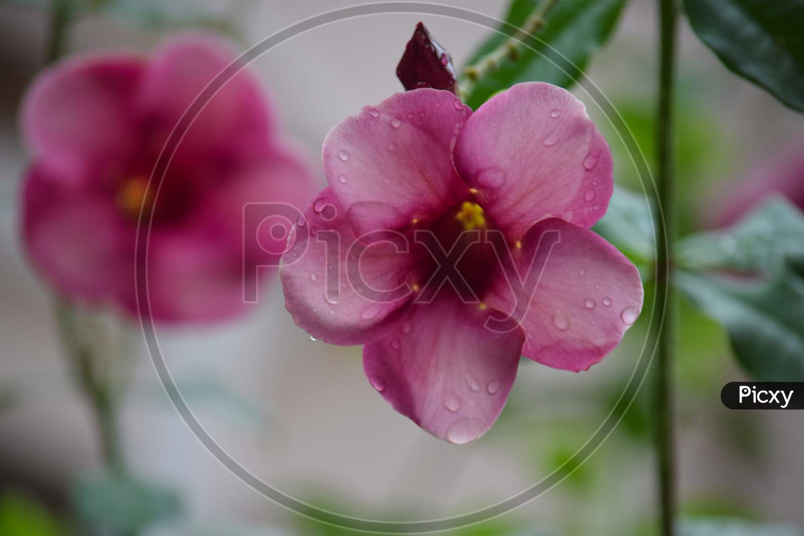 Beautiful Pink Color Flower At Outdoor, Raindrops On Flower, Blurred Background, Green