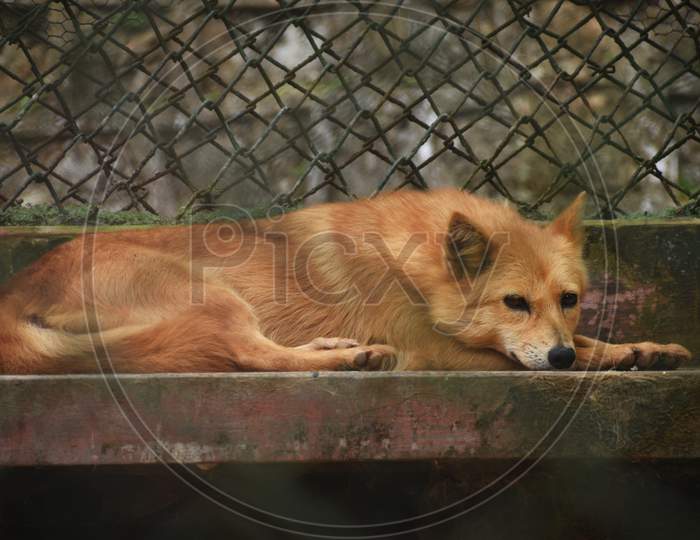 A Brown Wolf In The Cage of A Zoo