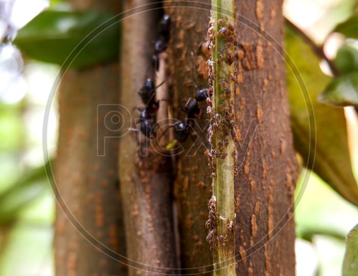Close Shot Of Black Ants On Tree Trunk Searching For Little Insects Food