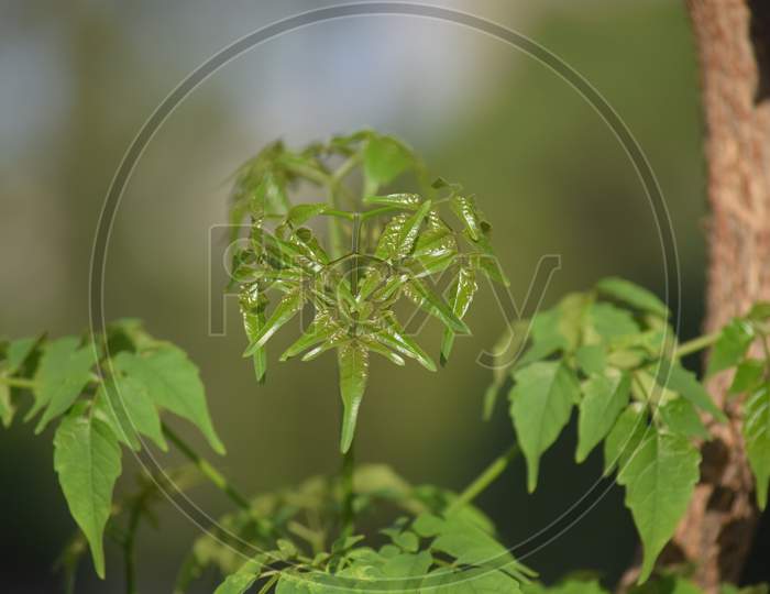 Green Plant With Leaves On Blurred Background