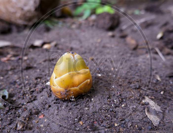 Macro Shot Of Baby Coconut In Rainy Season On Soil