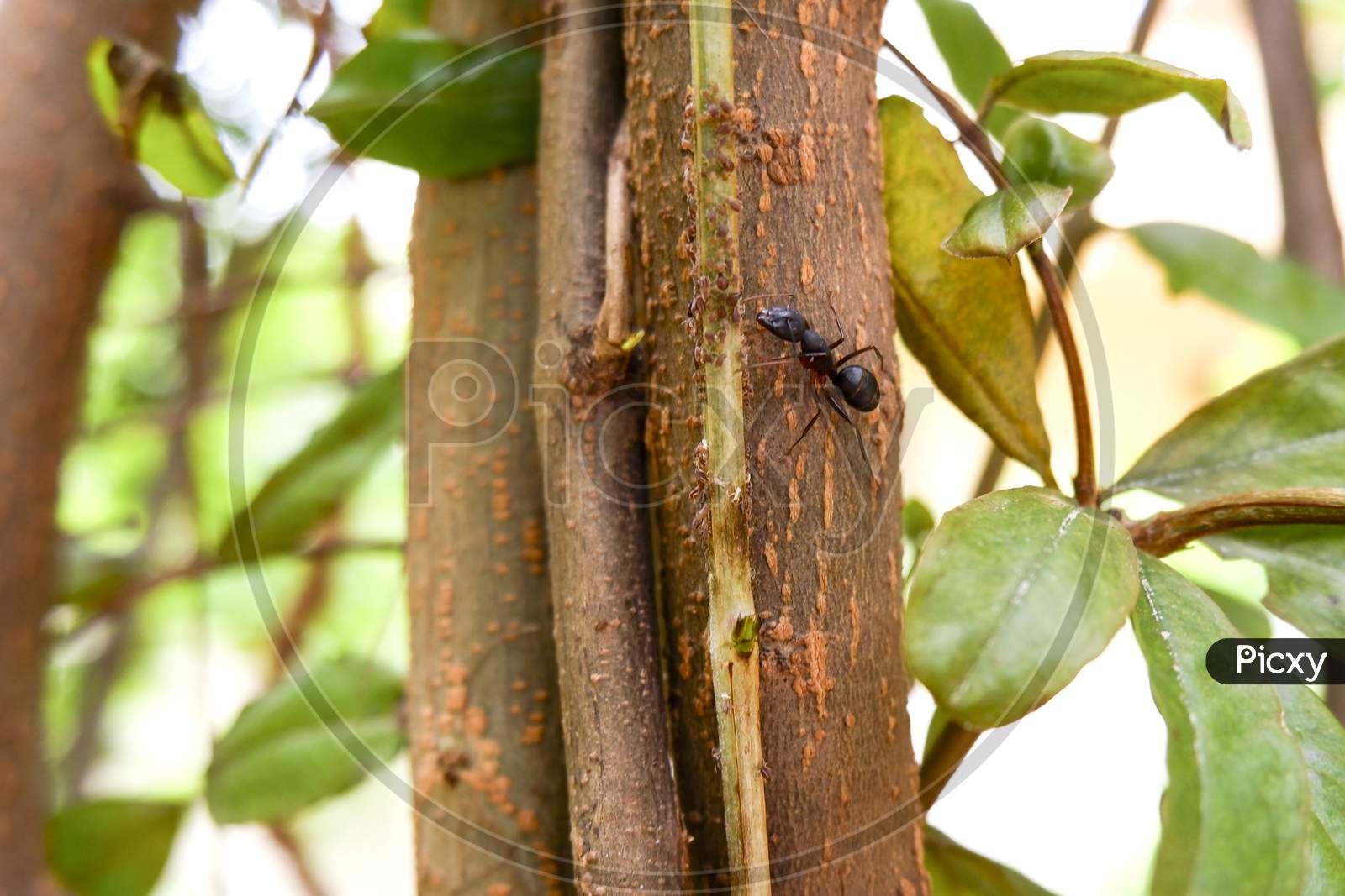 Macro Shot Of Black Ant Isolated On Tree