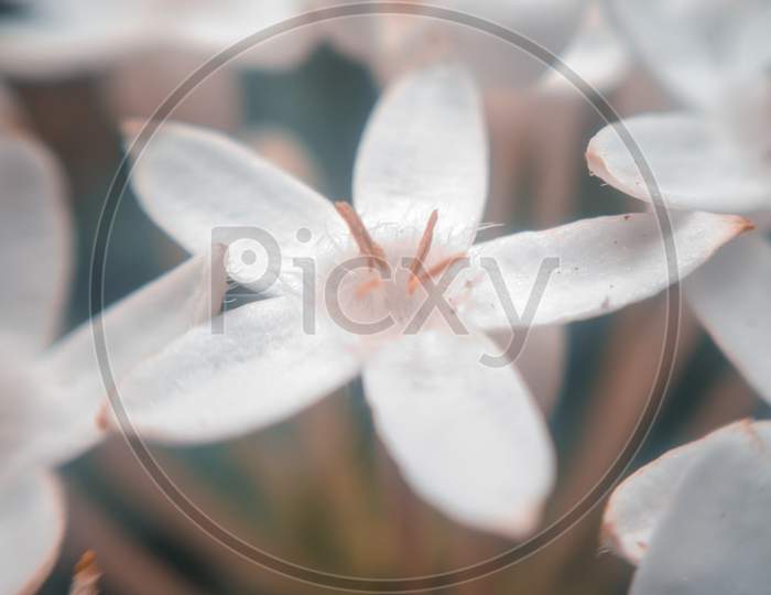 Macro view of white flower