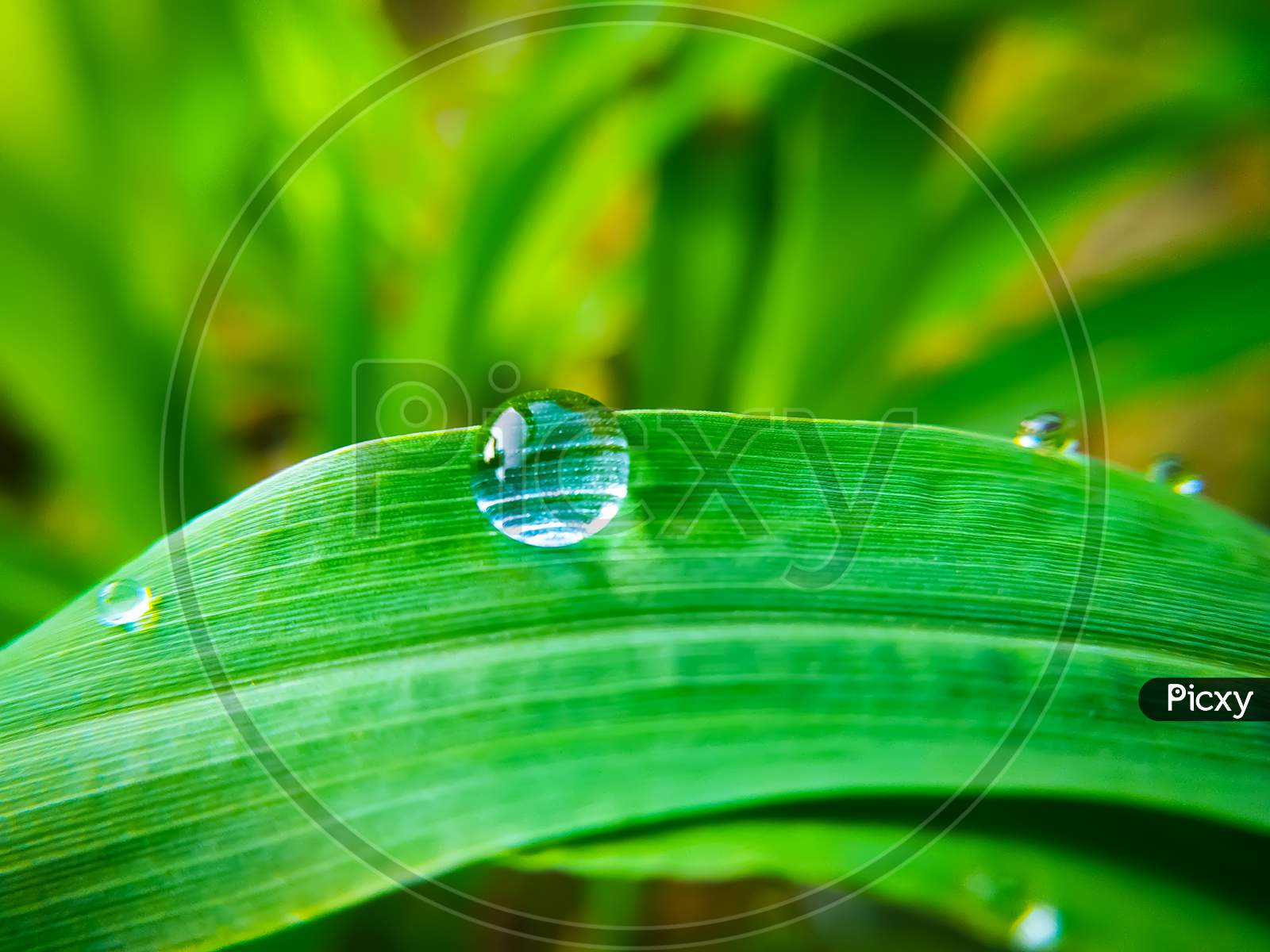 Drops Of Dew On The Leaf Of Millet Plant