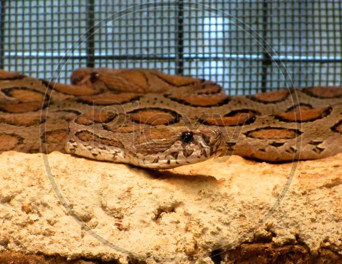 Coiled Russell Viper Daboia Russelii Is A Species Of Venomous Snake Poisonous Snake