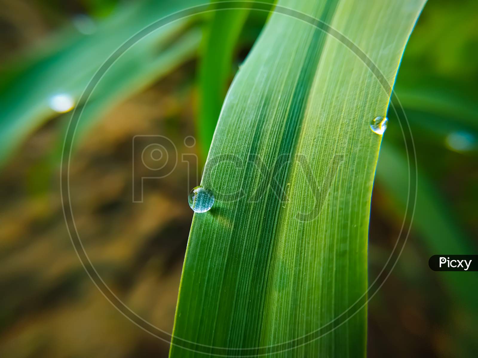 Drops Of Dew On The Leaf Of Millet Plant