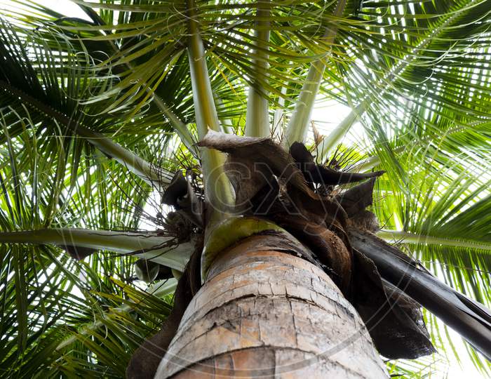 View Of Below Coconut Tree Trunk & Leaves