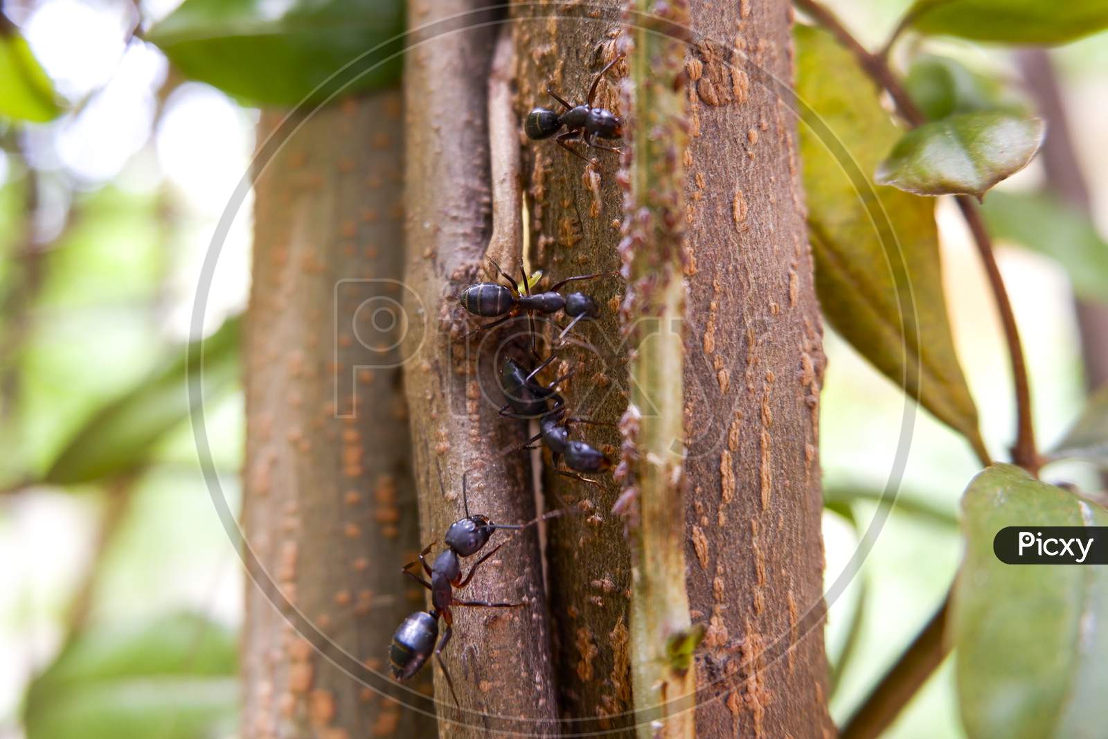 Macro Shot Of Black Ants On Tree Trunk Searching For Little Insects Food