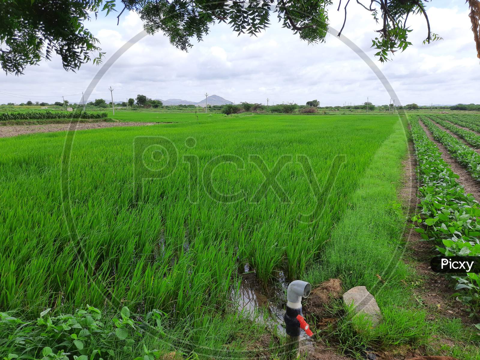 Rural area village grass