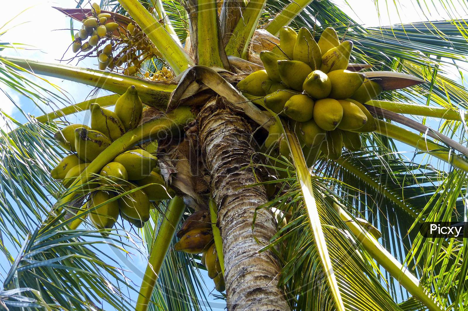 Coconut tree with full of coconut