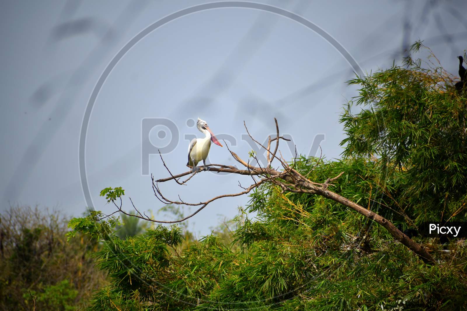 A White Bird Is Sitting On The Branch Of A Tree With Green Leaves Behind Making The View More Beautiful