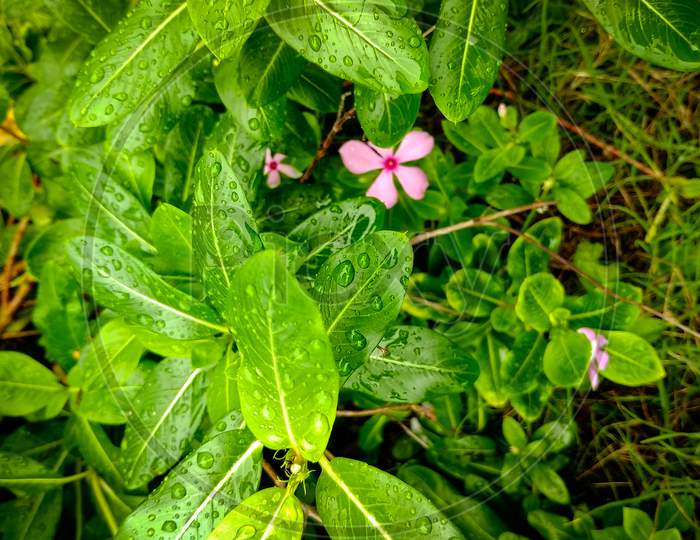 Rain Drops with Green Leaf and Flower