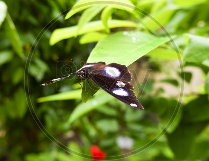Closeup Shot Of Butterfly Isolated On Tree