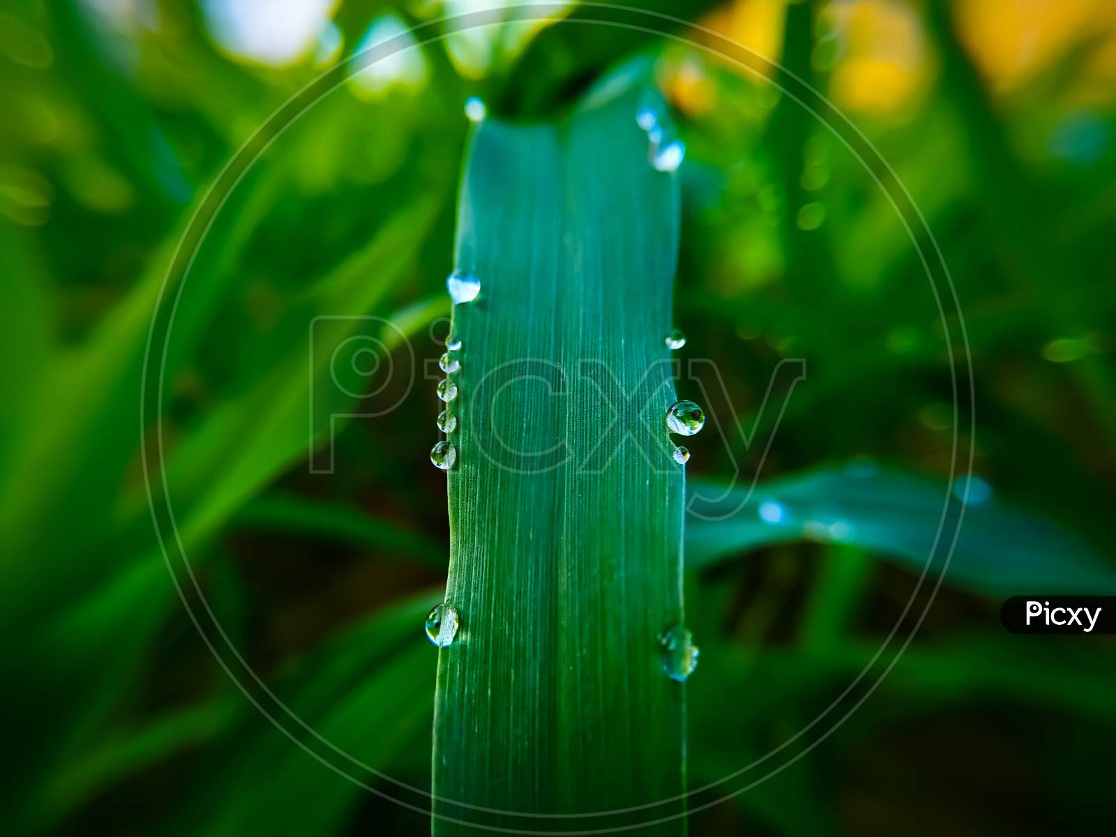 Dew Drops On The Leaves Of Green Plants In The Field