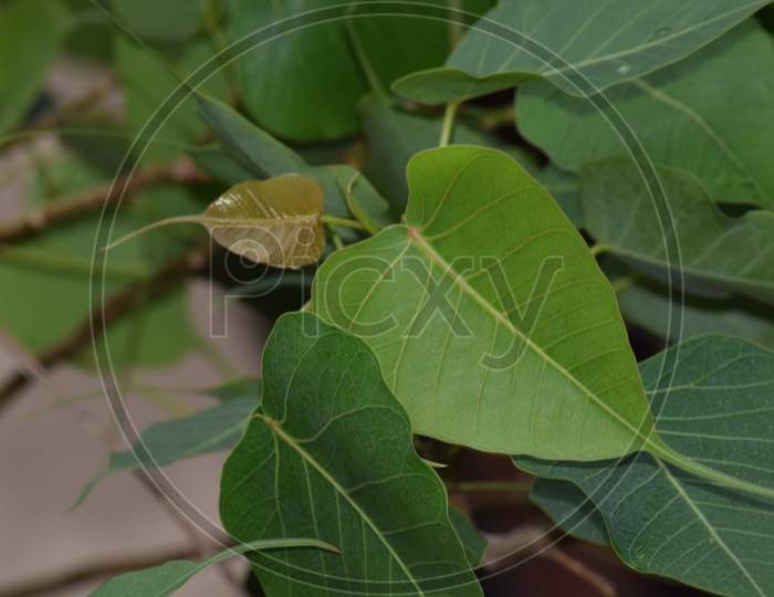 Peepal Or Ficus Religiosa Tree Leaves