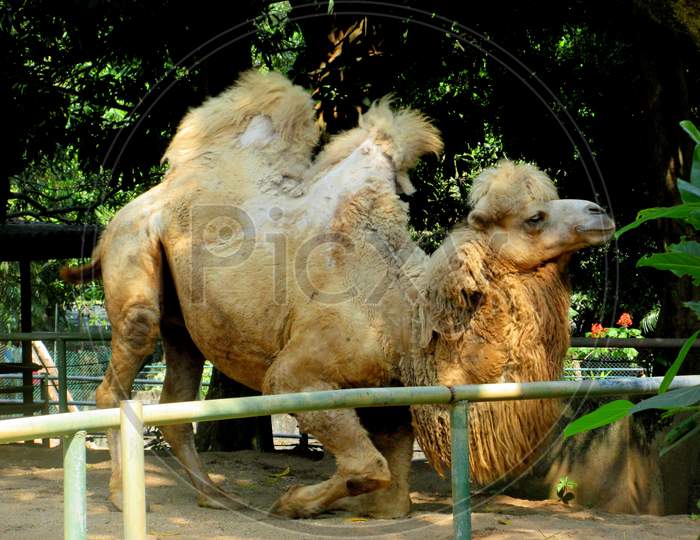 A Very Old Dromedary Arabian Camel Resting At A National Park