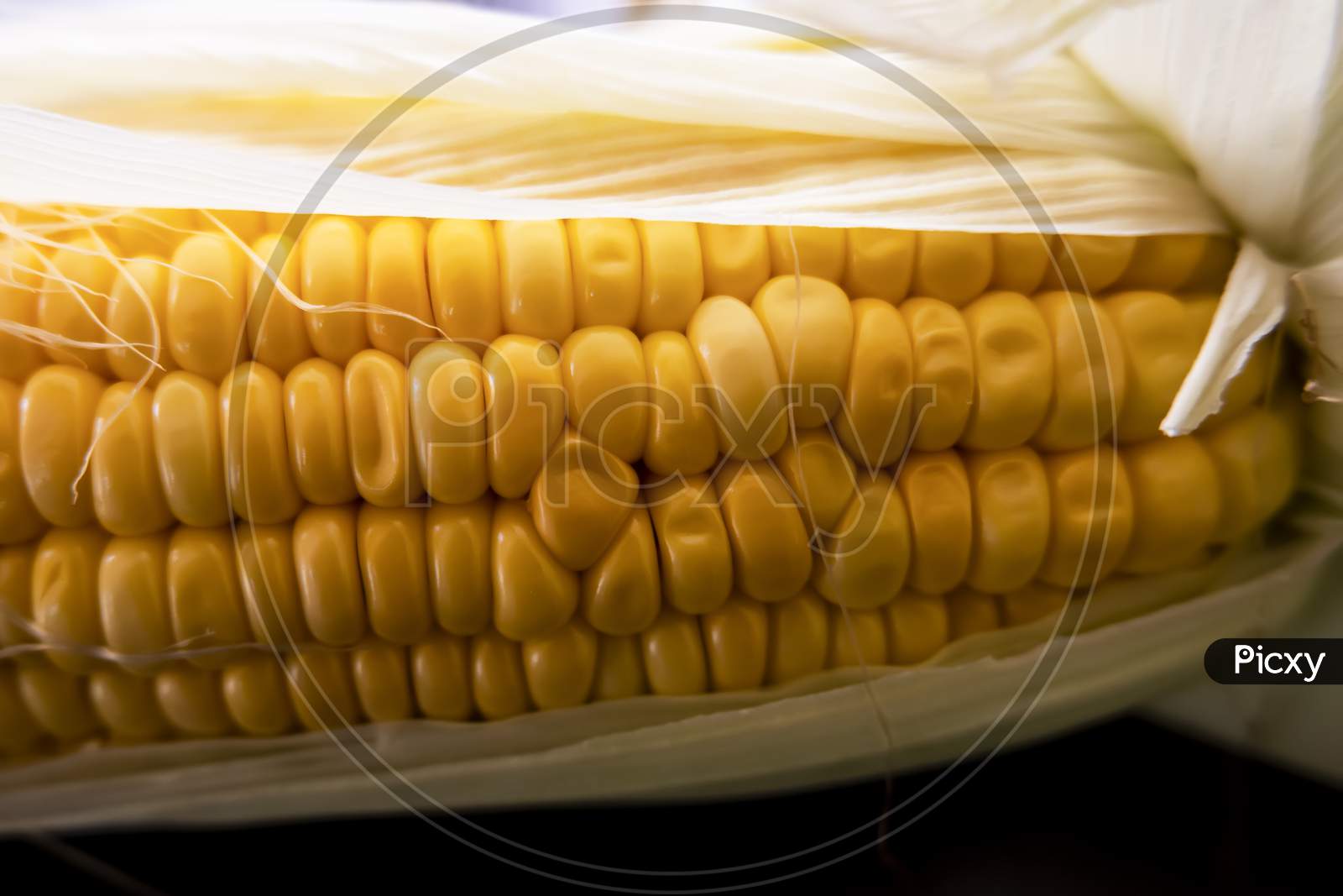 Closeup View Of Fresh Maize Corn & Leaves